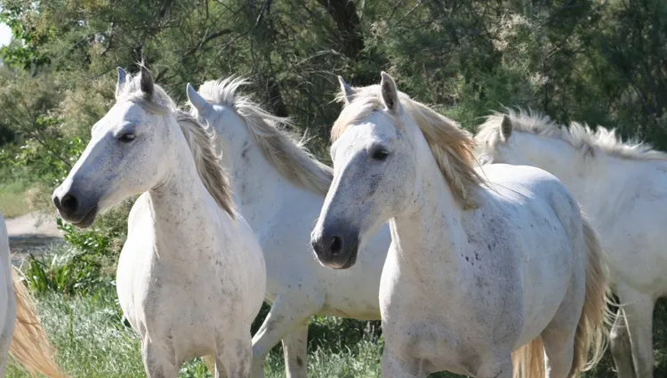 Chevaux blancs de Camargue 