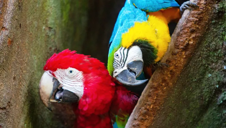 Perroquets colorés 