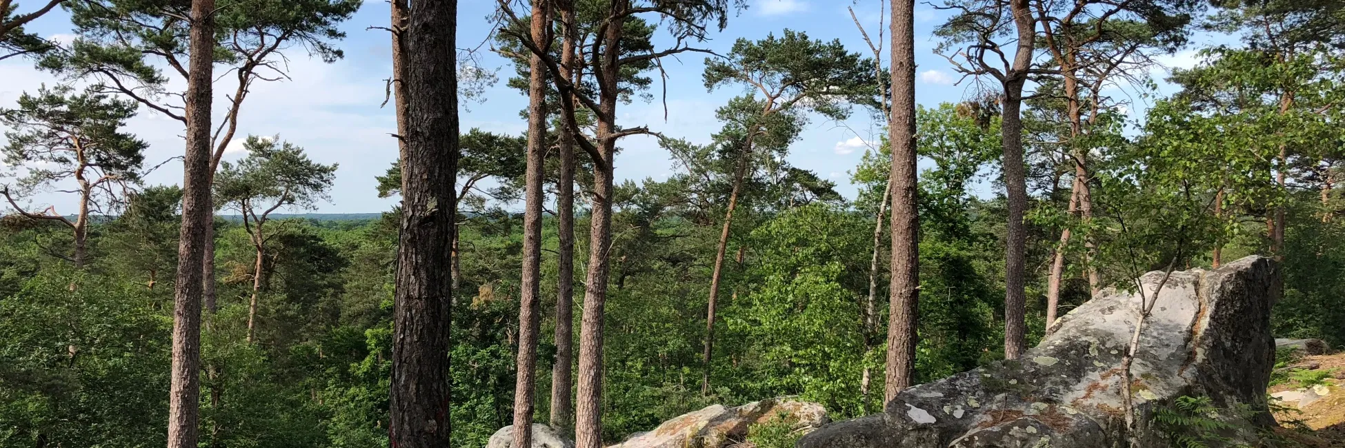 Balade dans la forêt de Barbizon 