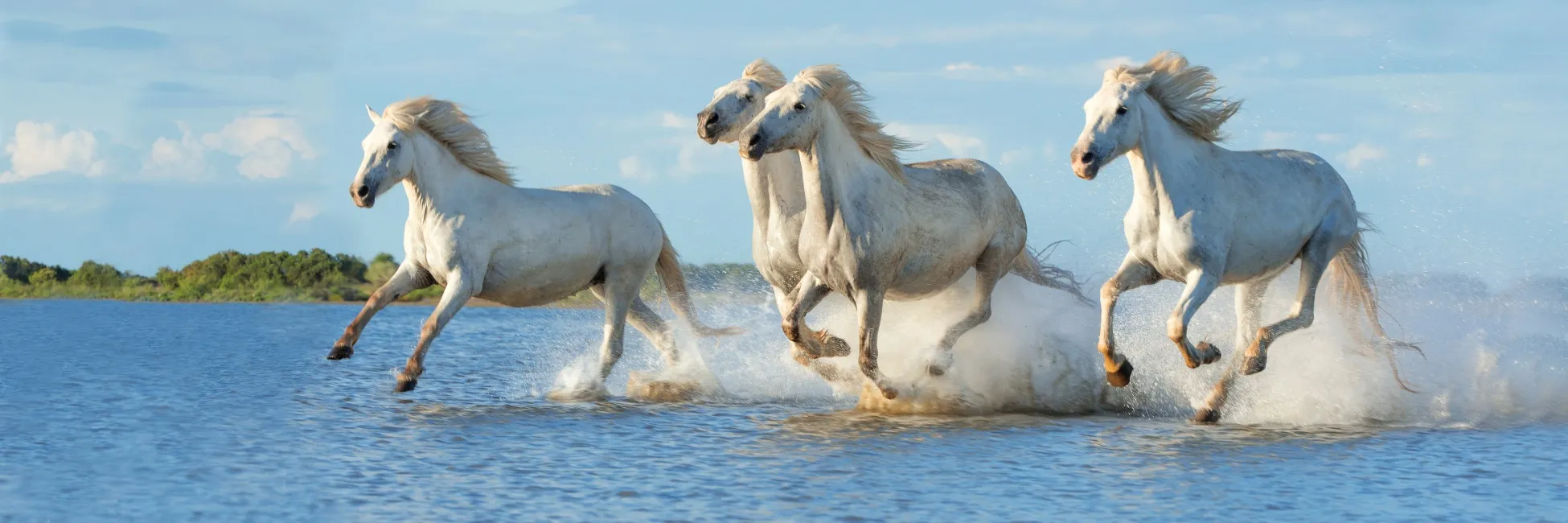 Chevaux galopant