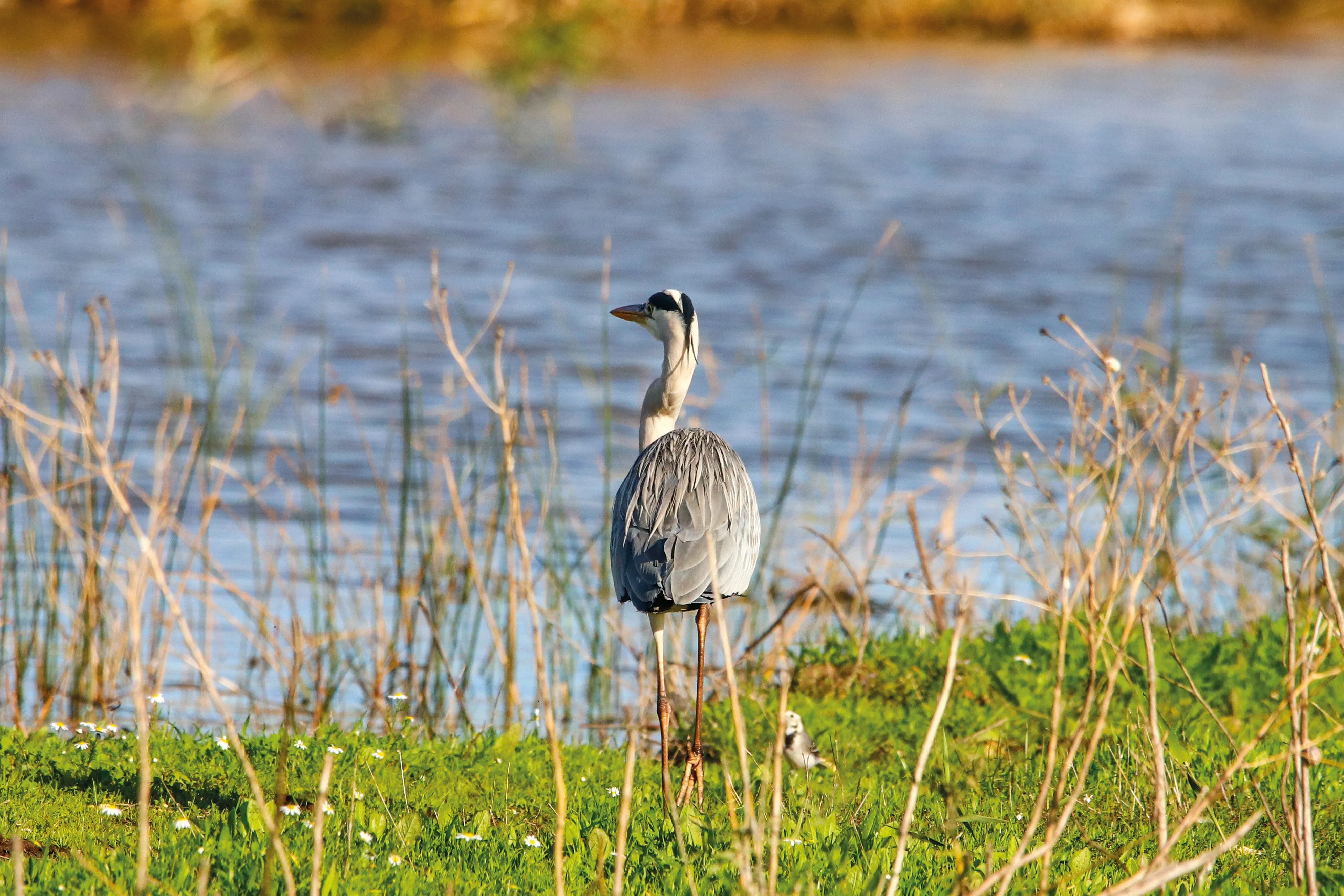 Oiseau dans le parc de Donana 