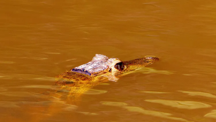 Crocodile dans l'Amazone 