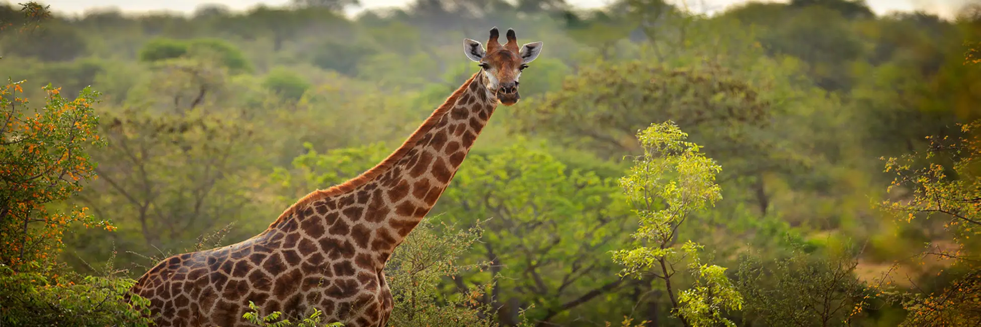 Une girafe au fil du Zambeze 