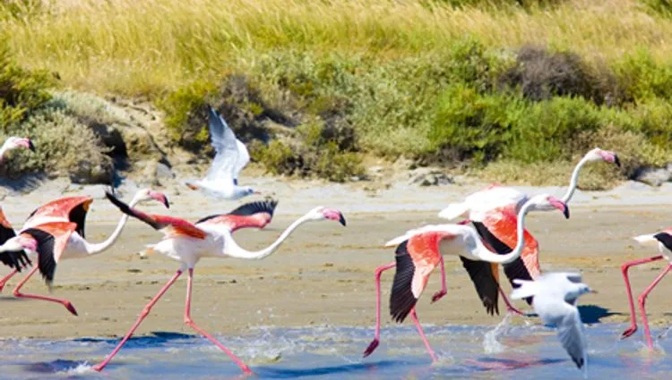 Vignette flamands roses de Camargue 