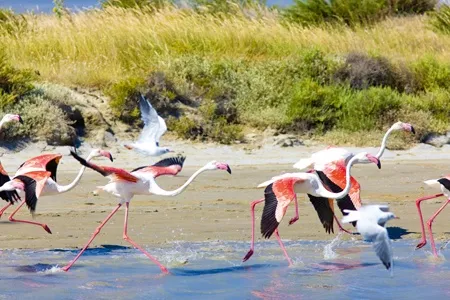 Vignette flamands roses de Camargue 