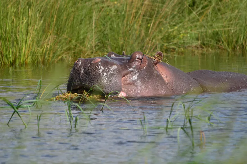 Hippopotame au parc national de Chobe