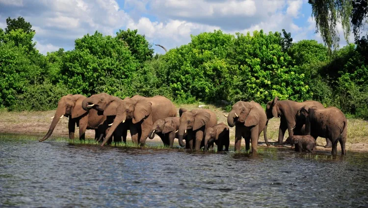 Troupeau d'éléphant en Afrique du sud