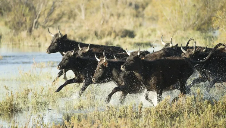 Taureaux de Camargue