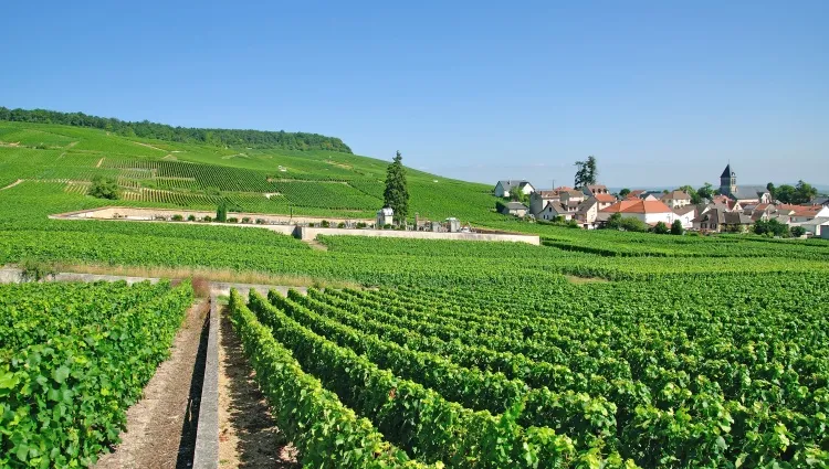 les vignobles d'Epernay