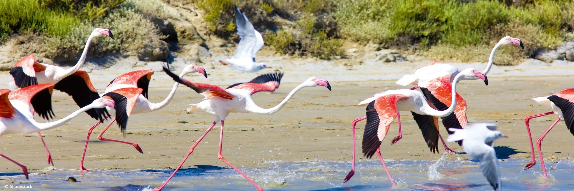 Slider flamands roses de Camargue 