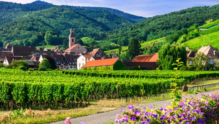 Vignette route des vins en Alsace 