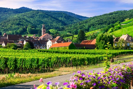 Vignette route des vins en Alsace 
