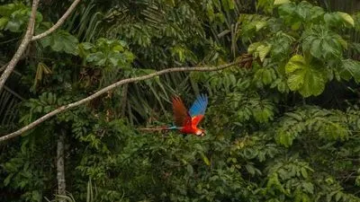 Rio de Janeiro et croisière au fil de l'Amazone et du Rio Negro - Croisière confidentielle au cœur d'une nature secrète et préservée (formule port/port)