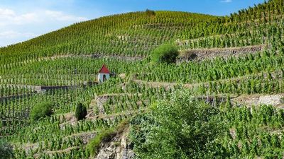 À la découverte du fabuleux monde de la vigne et du vin, terroirs d'exception du Rhône et de la Saône (formule port/port) - 4