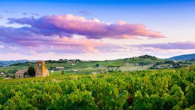 À la découverte du fabuleux monde de la vigne et du vin, terroirs d'exception du Rhône et de la Saône (formule port/port) - 9