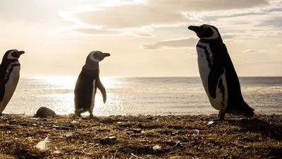 Croisière Patagonie et Terres australes : Argentine - Uruguay - Chili (vols depuis Paris inclus)