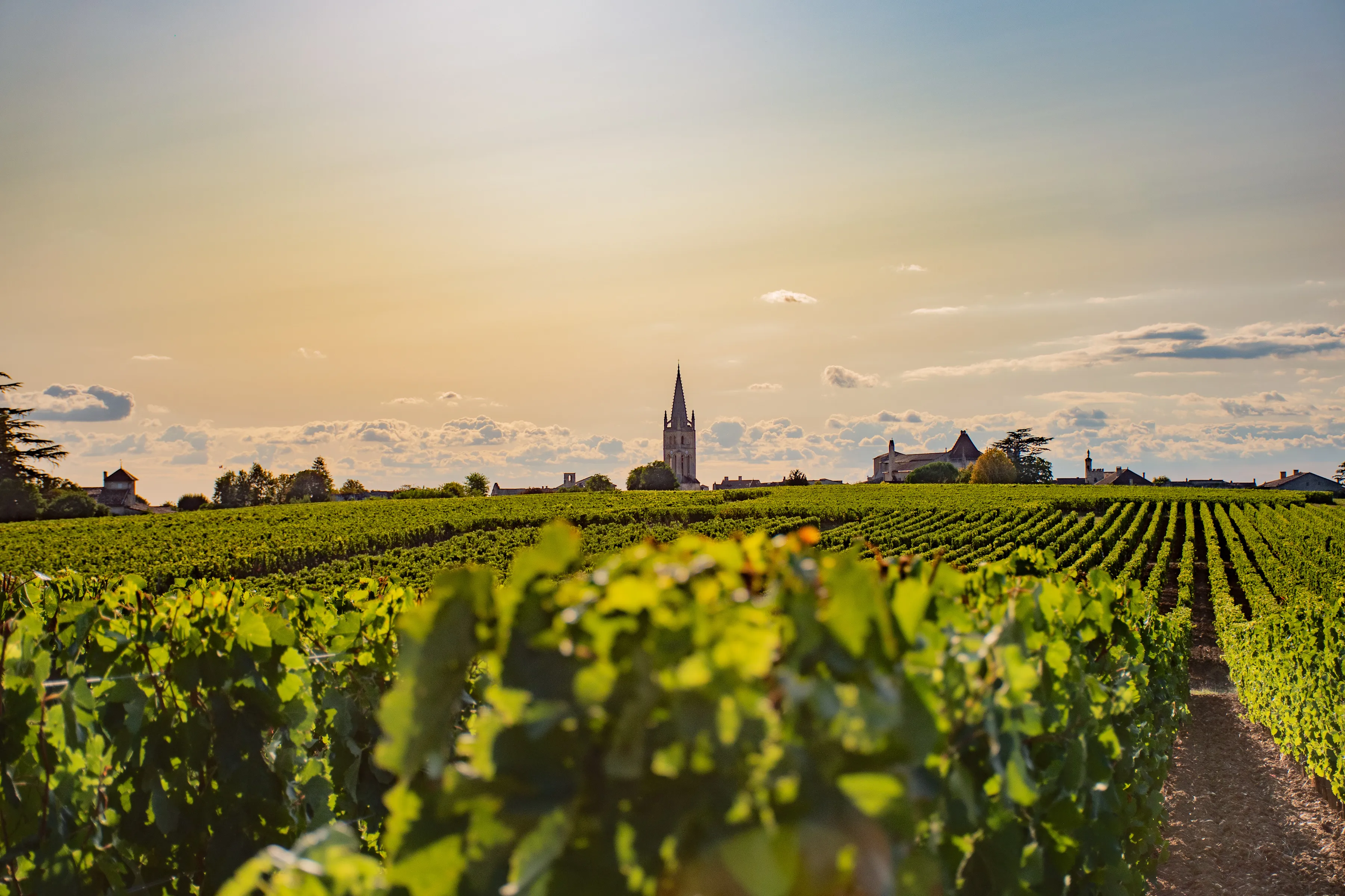 Vignoble de Saint-Émilion au coucher du soleil, clocher de l’église monolithe à l’horizon