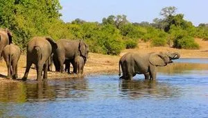 Full-day land and water safaris in Chobe National Park