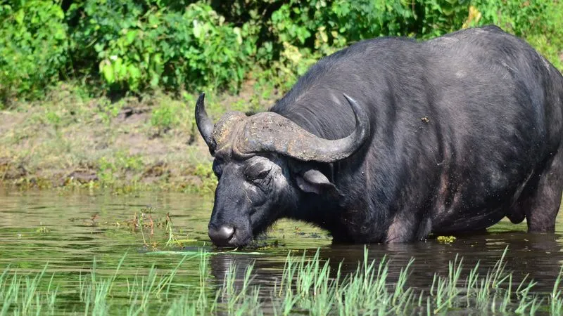 Parc national de EXC_HWANGE