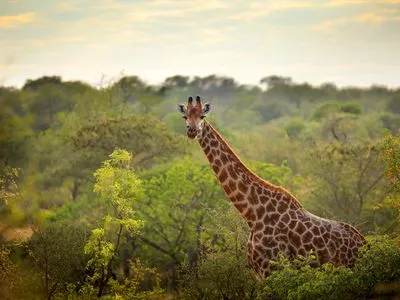 Southern Africa on a safari-cruise