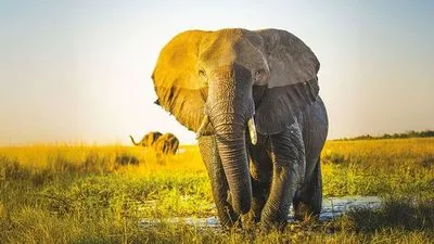 Safari Cruise along the Zambezi River - South Africa, Botswana, Namibia, Zimbabwe (port-to-port cruise)