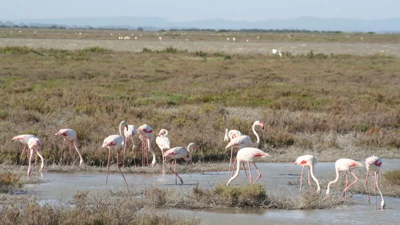 La Camargue et visite d'une manade