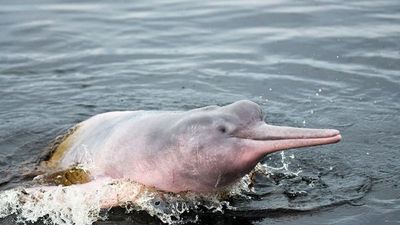 Au fil de l'Amazone et du Rio Negro - Croisière confidentielle au coeur d'une nature secrète et préservée - Rio, vibrante et éternelle, et séjour d'exception aux chutes d'Iguaçu - 5