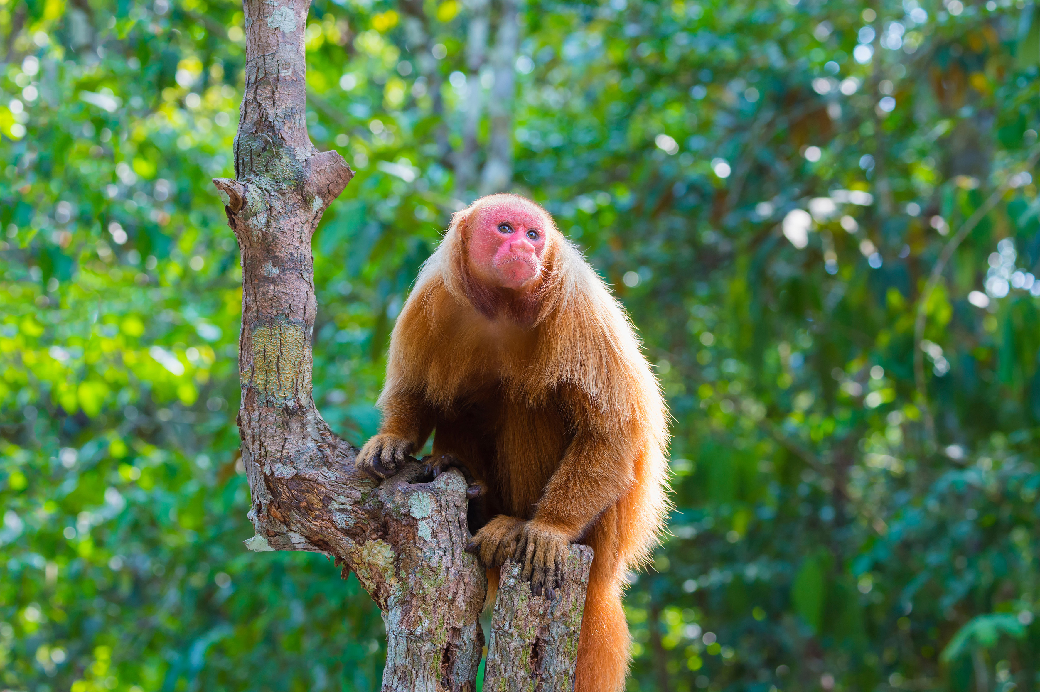 Crucero al corazón del Amazonas original Una expedición en los confines de la selva, entre Brasil y Colombia - TAM_PP