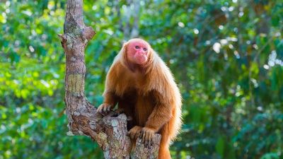 Au fil de l'Amazone et du Rio Negro - Croisière confidentielle au coeur d'une nature secrète et préservée - Rio, vibrante et éternelle, et séjour d'exception aux chutes d'Iguaçu - 11