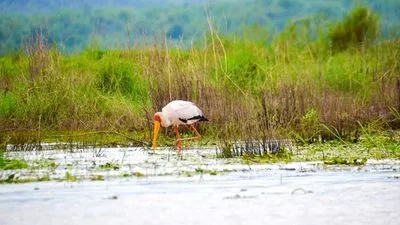 Safari náutico