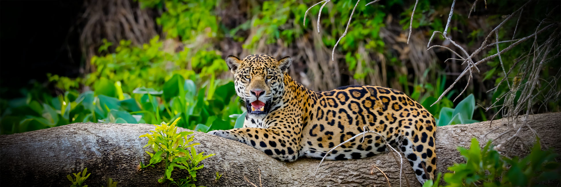 Croisière au coeur de l'Amazonie Originelle - Une exploration aux confins de la jungle, entre le Brésil et la Colombie