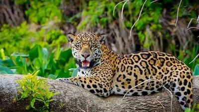 Cruise in the Heart of the Original Amazon - An exploration deep into the jungle, between Brazil and Colombia (port-to-port cruise)
