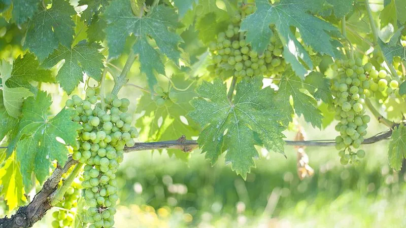 Dégustation de vins
