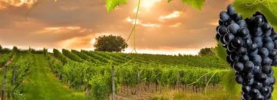 The exceptional region of Bordeaux