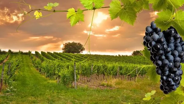 The exceptional region of Bordeaux