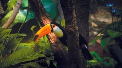 Au fil de l'Amazone et du Rio Negro - Croisière confidentielle au coeur d'une nature secrète et préservée - Et séjour d'exception aux chutes d'Iguaçu (formule port/port)