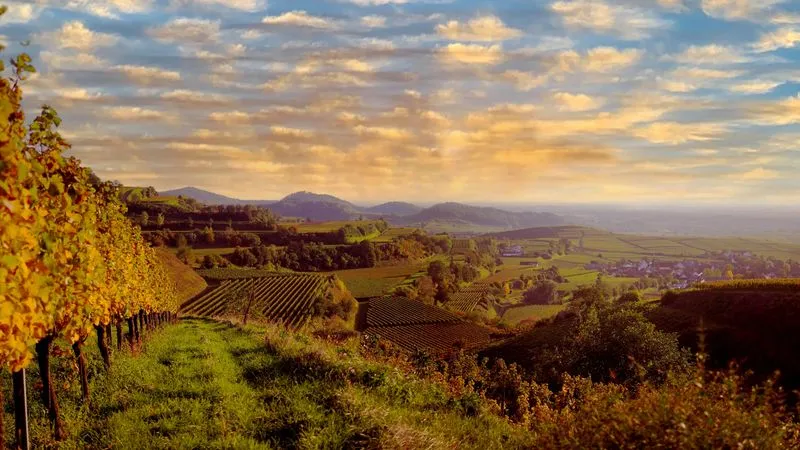 Hike the Kaiserstuhl Massif (packed lunch)