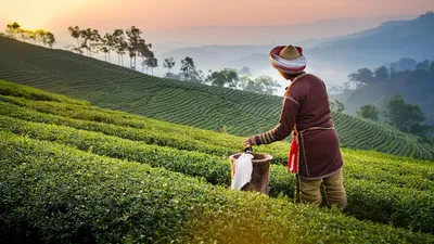 Au fil du Brahmapoutre, trésors sauvages et cachés de l'Assam - Temples sacrés, faune légendaire et grands parcs naturels (formule port/port)