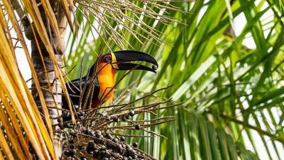 Au fil de l'Amazone et du Rio Negro - Croisière confidentielle au coeur d'une nature secrète et préservée - Rio, vibrante et éternelle, et séjour d'exception aux chutes d'Iguaçu - 15
