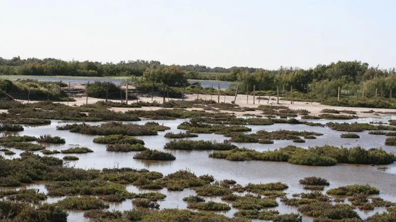 La Camargue et visite d'une manade