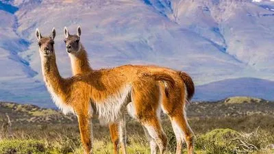 Croisière en Patagonie et Terre de Feu - Argentine et Chili (formule port/port)