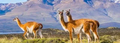 Patagonie