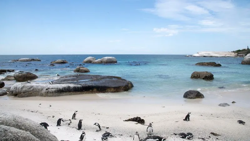 The Cape of Good Hope