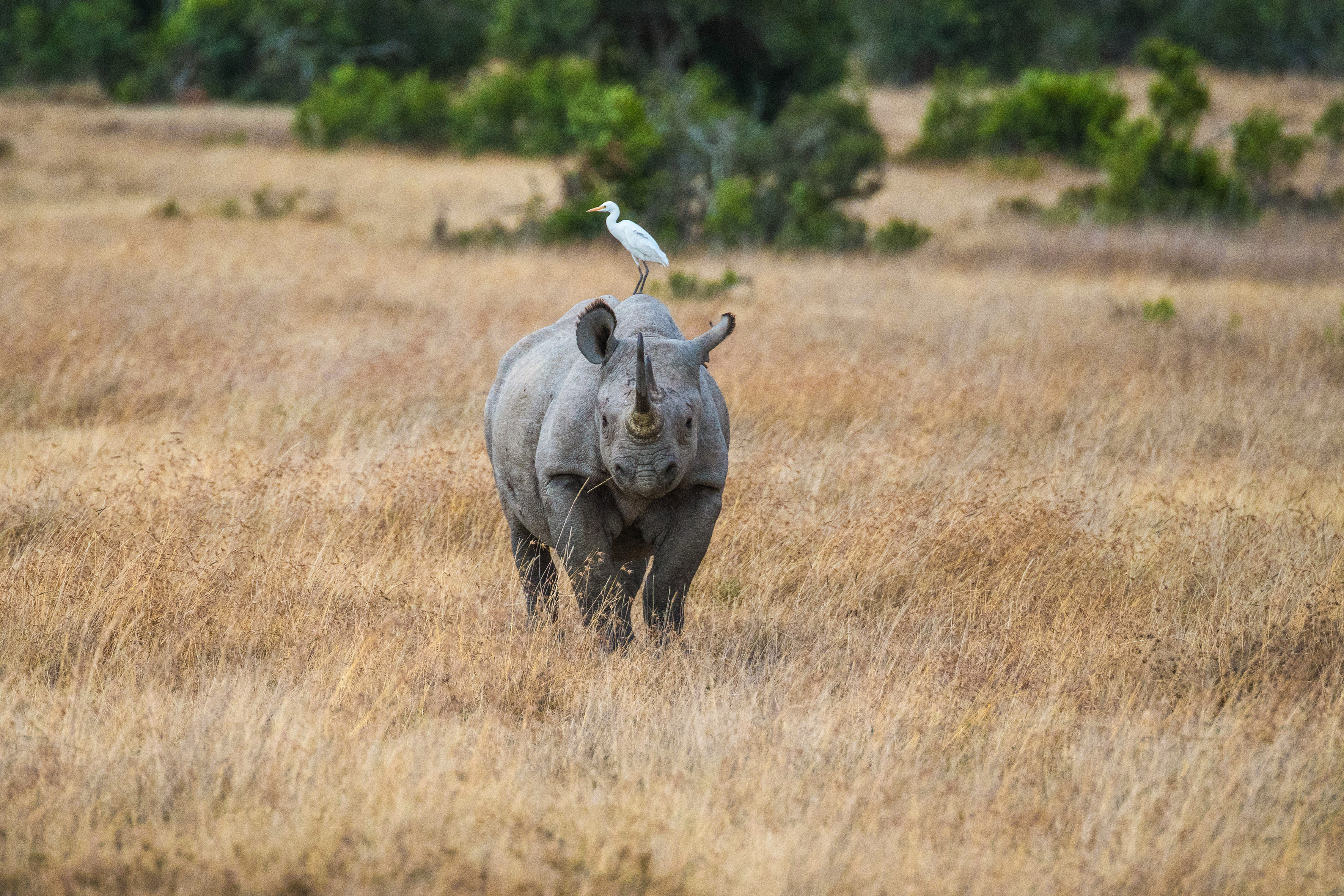África austral a bordo del Zimbabwean Dream: experiencia única a los confines del Mundo - 11Z_PP