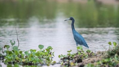 Rio de Janeiro et croisière au fil de l'Amazone et du Rio Negro - Croisière confidentielle au coeur d'une nature secrète et préservée (formule port/port) - 13