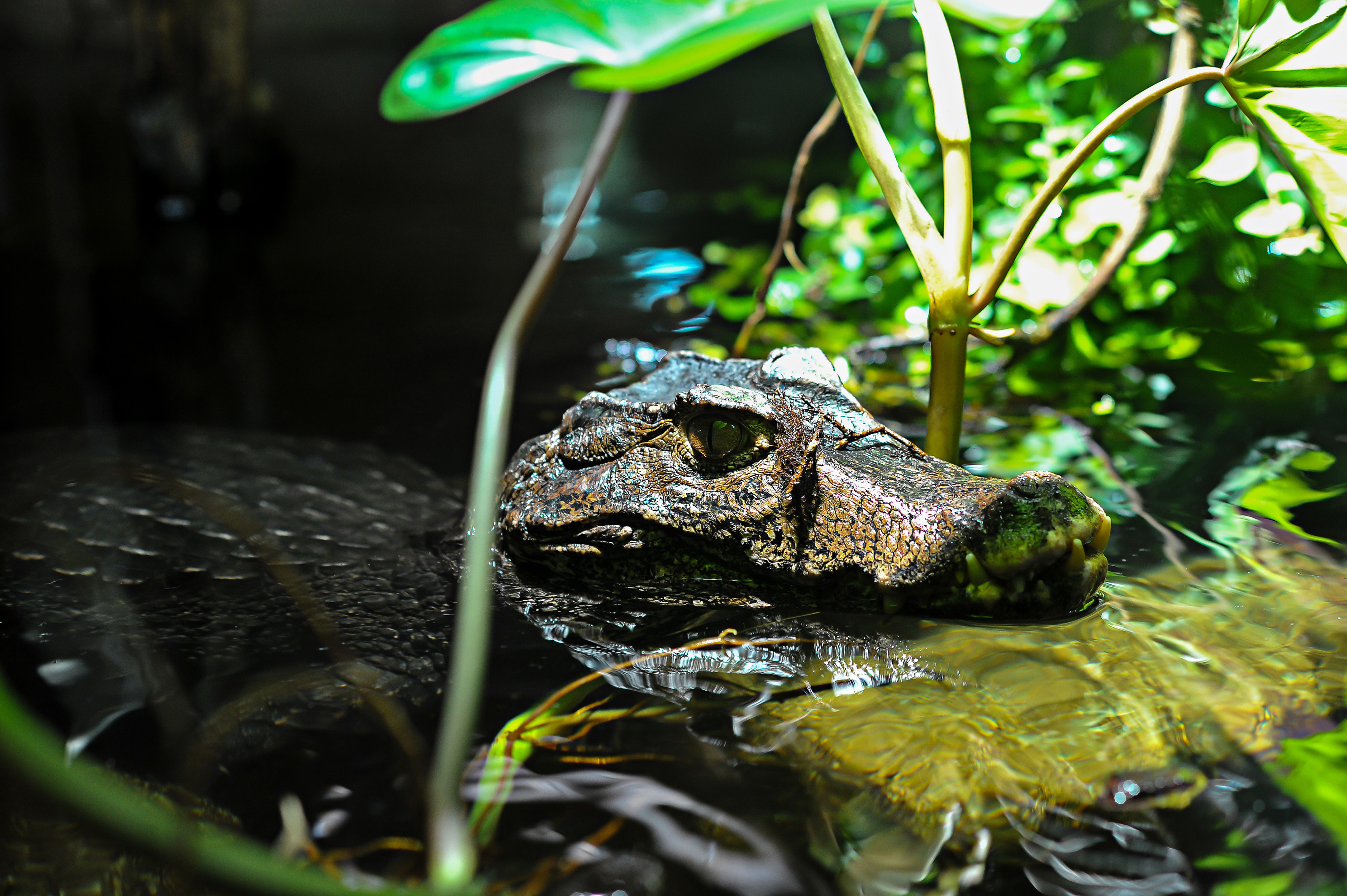 A lo largo del Amazonas y del Río Negro Crucero exclusivo en el corazón de una naturaleza secreta y preservada - MAO_PP