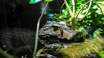 Au fil de l'Amazone et du Rio Negro - Croisière confidentielle au coeur d'une nature secrète et préservée - Rio, vibrante et éternelle, et séjour d'exception aux chutes d'Iguaçu - 9
