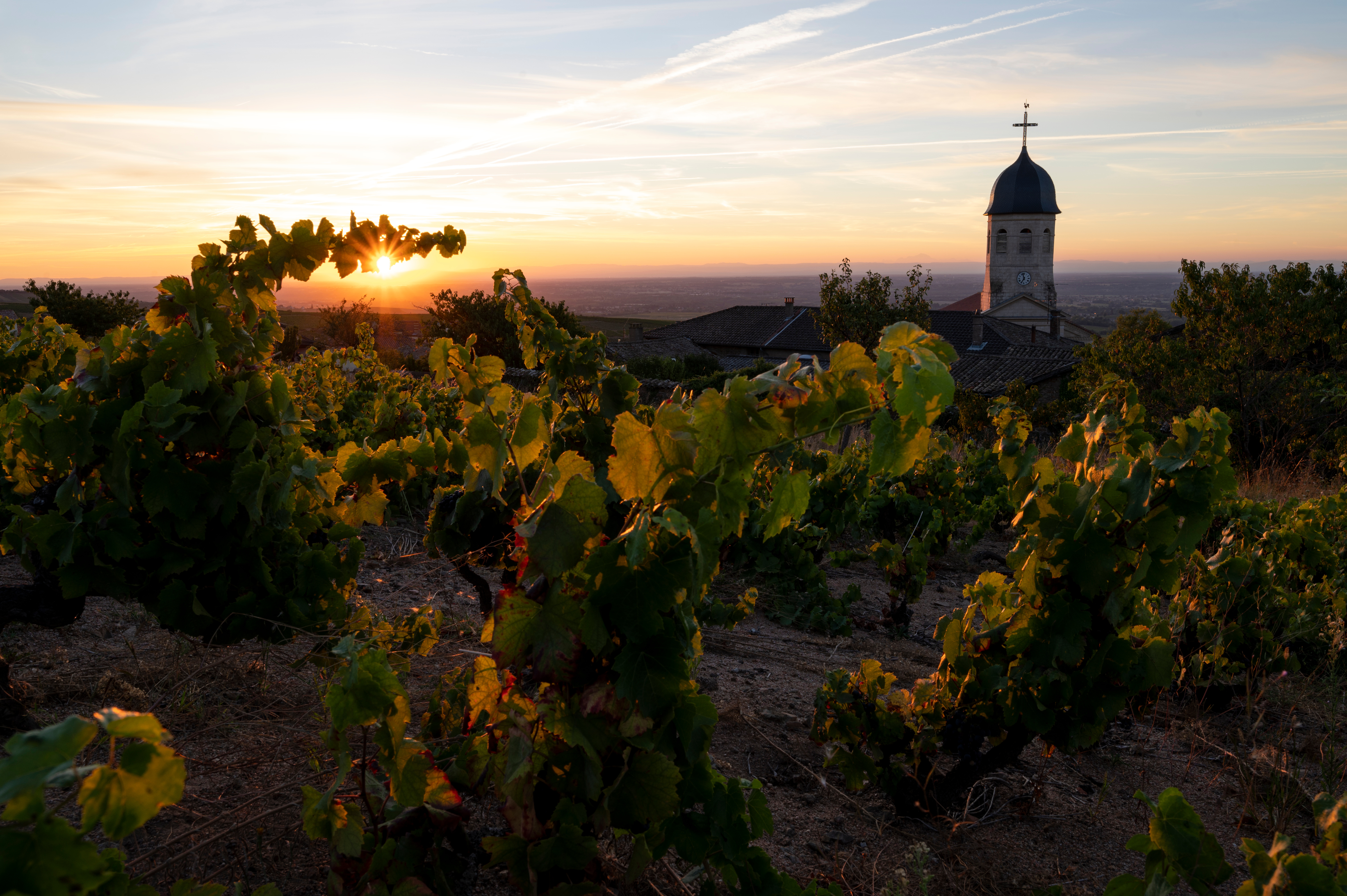 Descubre el fascinante mundo de la vid y el vino, tierras excepcionales del Ródano y la Saona - OSR_PP