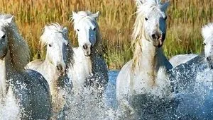 Excursions on the French Canals