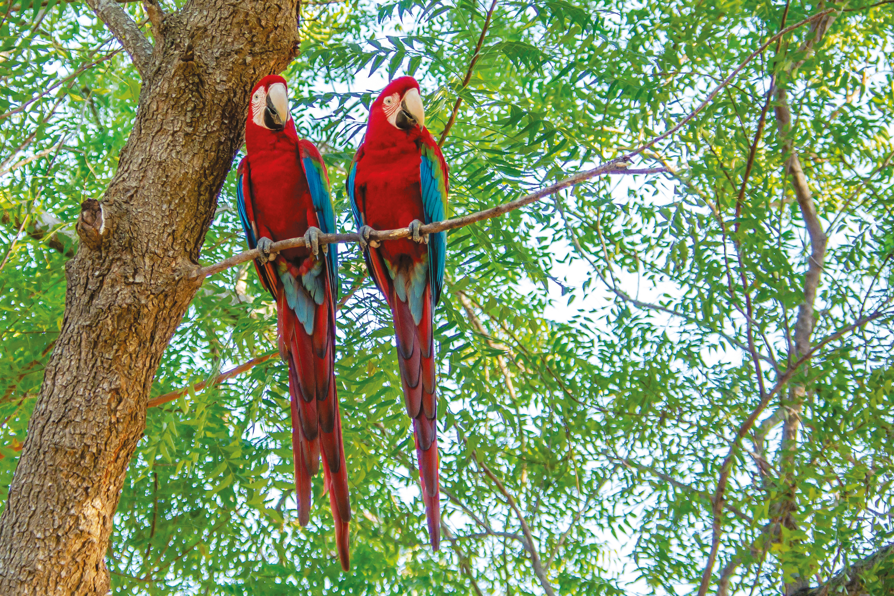 Crucero al corazón del Amazonas original Una expedición en los confines de la selva, entre Brasil y Colombia - MTA_PP